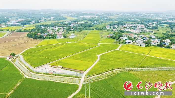 这是2023年9月25日在浏阳市永安镇丰裕村拍摄的稻田景观(无人机照片)。新华社发 这是2023年9月25日在浏阳市永安镇丰裕村拍摄的稻田景观(无人机照片)。新华社发