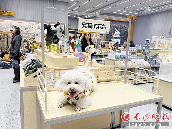 一位顾客的小狗正在宠物试衣台上试穿过冬衣物。长沙晚报全媒体记者 贾凯清 摄