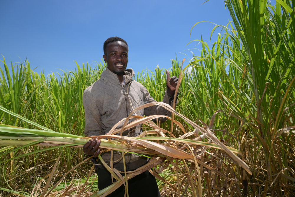 2025年10月14日，在肯尼亚西部纳库鲁郡，工人在菌草种植园内收割菌草。新华社记者 杨光 摄