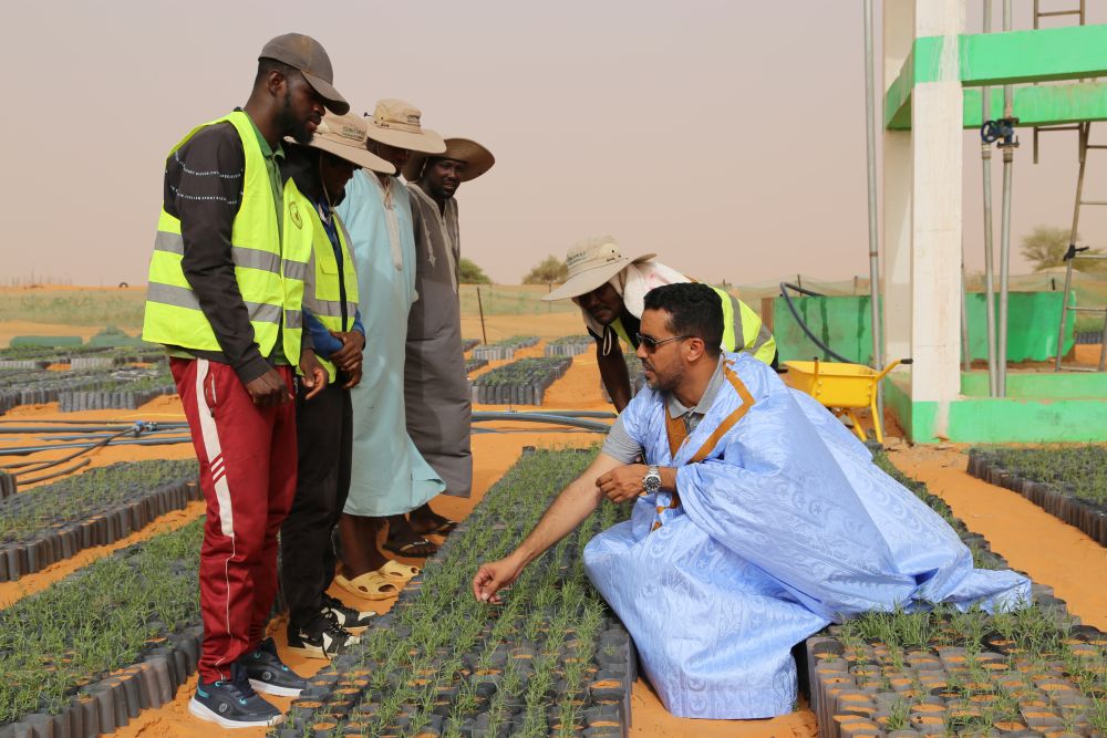 2025年5月22日，在毛里塔尼亚西部特拉扎区比尔·巴尔卡村，中非绿色技术公园毛里塔尼亚示范项目毛方协调员图拉德·迈杜向工人传授固沙植物种植技术。新华社记者 司源 摄