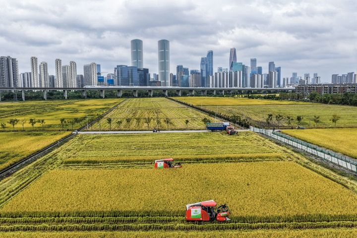 2025年10月21日,收割机在浙江省杭州市萧山区世纪田园粮食功能区的稻田里收割水稻,远处高铁列车飞驰而过(无人机照片)。新华社记者 徐昱 摄 2025年10月21日,收割机在浙江省杭州市萧山区世纪田园粮食功能区的稻田里收割水稻,远处高铁列车飞驰而过(无人机照片)。新华社记者 徐昱 摄