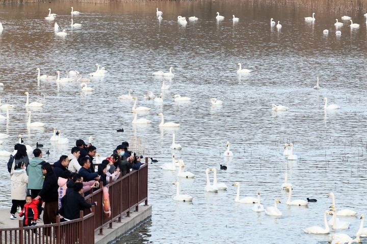 2025年12月20日,游人在河南省三门峡市天鹅湖国家城市湿地公园观赏天鹅。新华社发(牛书培 摄) 2025年12月20日,游人在河南省三门峡市天鹅湖国家城市湿地公园观赏天鹅。新华社发(牛书培 摄)