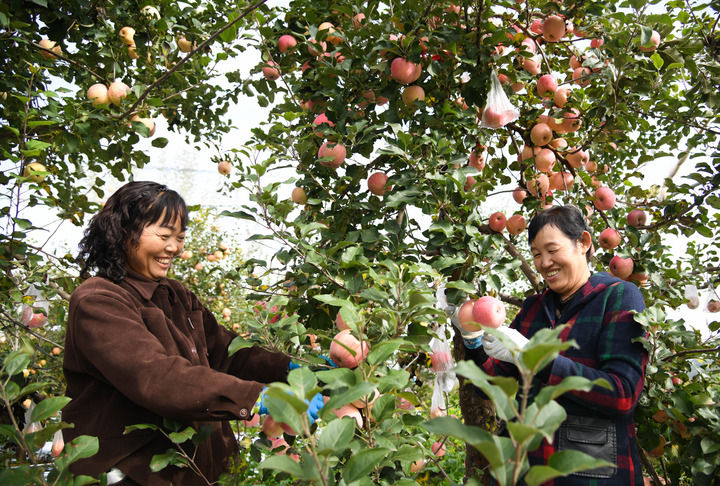2025年10月17日,果农在陕西省延安市宝塔区桥沟街道烟洞沟村采收苹果。新华社记者 张博文 摄 2025年10月17日,果农在陕西省延安市宝塔区桥沟街道烟洞沟村采收苹果。新华社记者 张博文 摄