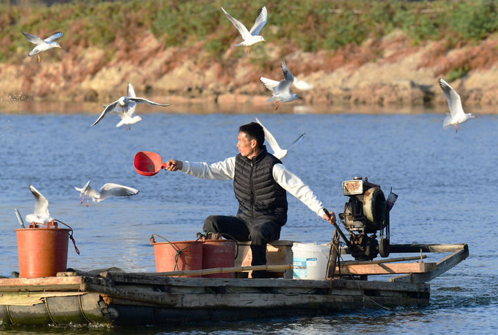 2025年12月10日,福建省漳州市佛昙镇东坂村河豚养殖户在给河豚投喂食物。新华社记者 魏培全 摄 2025年12月10日,福建省漳州市佛昙镇东坂村河豚养殖户在给河豚投喂食物。新华社记者 魏培全 摄