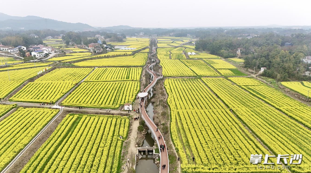 福临镇油菜花正值盛花期，是市民游客春日赏景的好去处。