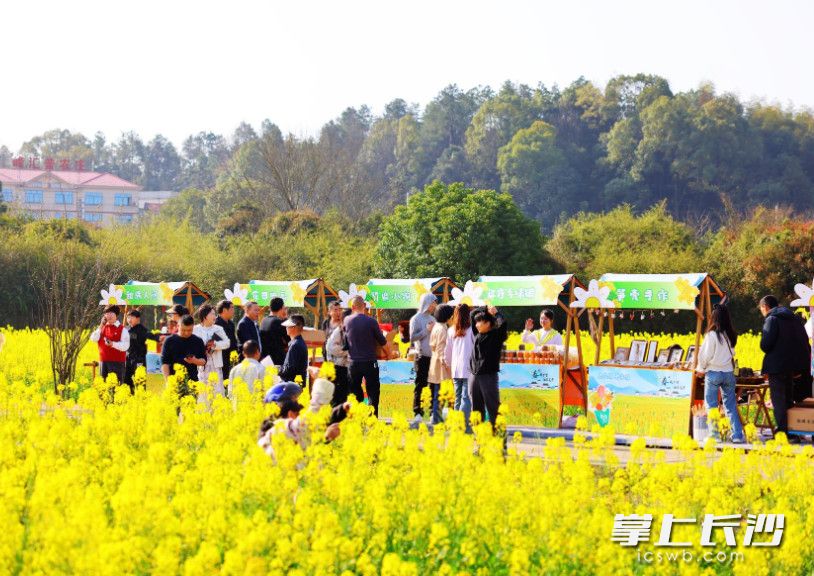 图为花田市集。