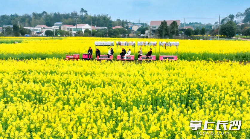 江背镇油菜花盛开，吸引游客打卡。长沙县文旅局供图