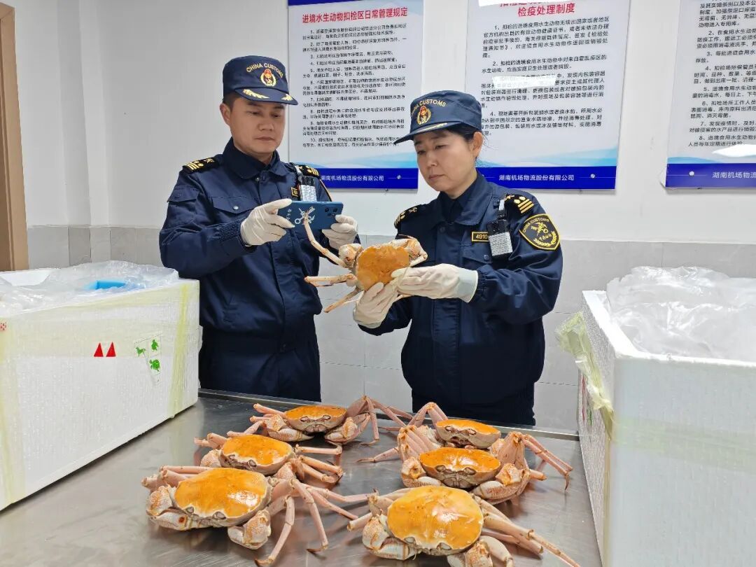 Officers from Changsha Huanghua Airport Customs conduct on-site inspection of golden crabs imported from Kenya.