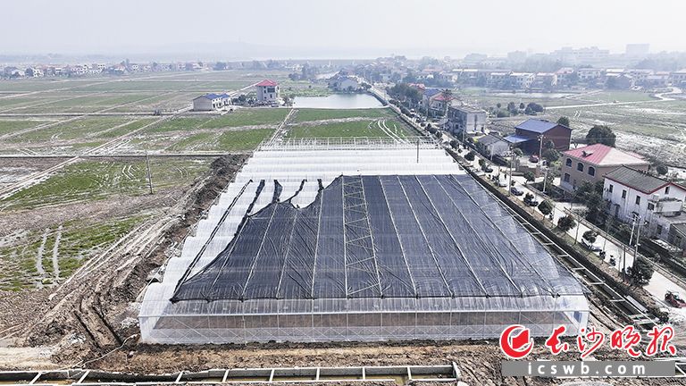 望城区湘江村,正在搭建中的新育秧大棚。 望城区湘江村,正在搭建中的新育秧大棚。