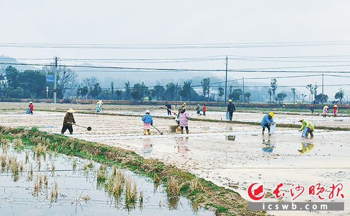 谷雨时节，宁乡道林镇田间地头一派春耕生产的忙碌景象。长沙晚报全媒体记者 张禹 通讯员 文珺 摄影报道