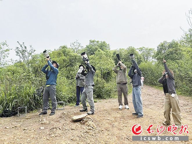 志愿者们在桃花岭观测猛禽。长沙晚报全媒体记者 李金 摄