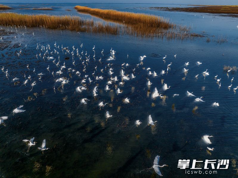 岳阳君山濠河湿地候鸟翩跹。许理伟 摄