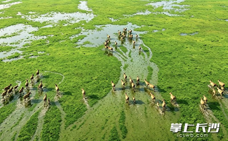 东洞庭湖国家级自然保护区内麋鹿奔腾。晏涛 摄