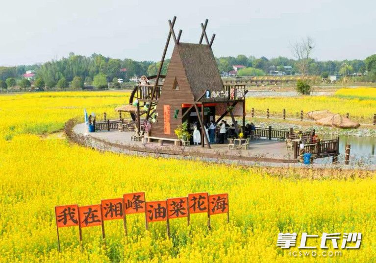 游客在长龙街道同汇长龙生态欢乐园赏花。