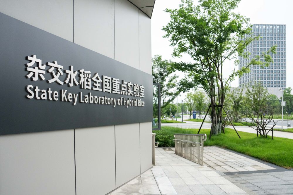 这是2026年5月20日在湖南长沙拍摄的杂交水稻全国重点实验室。新华社记者陈思汗摄