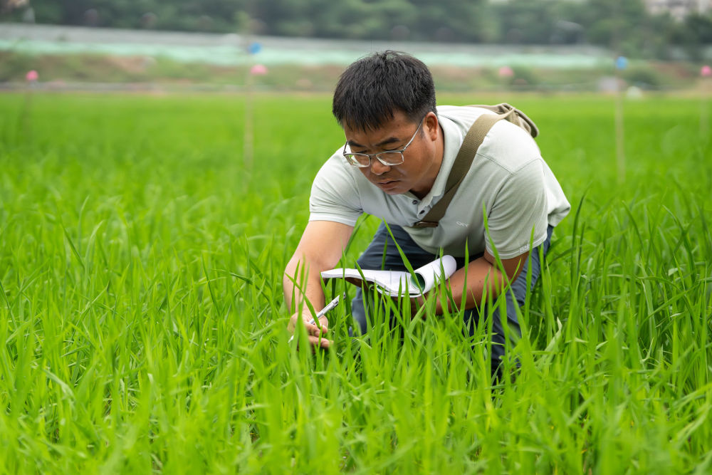 2026年5月20日，在杂交水稻全国重点实验室试验田，科研人员在记录杂交水稻生长。新华社记者陈思汗摄