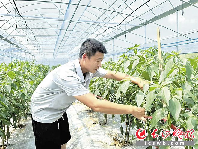 辣椒大棚里，“85后”新农人王科正在查看辣椒长势。长沙晚报全媒体记者 朱泽寰 摄