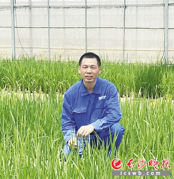 湖南隆平高科种业科学研究院青年育种人黄振。长沙晚报全媒体记者 王佳怡 摄