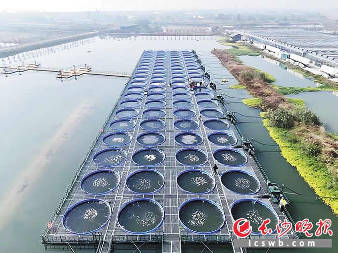 湘北良种场水基设施基地鲈鱼圈养桶。