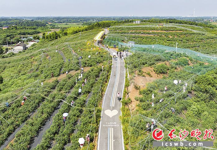 又到采摘旺季，位于茶亭镇的智博蓝莓产业园吸引着众多游客市民赴园体验采摘乐趣。长沙晚报全媒体记者 邹麟 摄