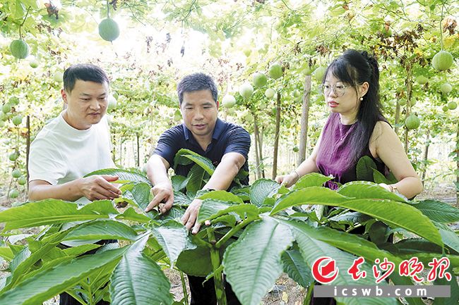 宁乡石狮桥村瓜蒌魔芋套种产业基地里，满眼青绿扑面而来，实现一份土地两份产出。 长沙晚报全媒体记者 张禹 通讯员 段华良 摄影报道