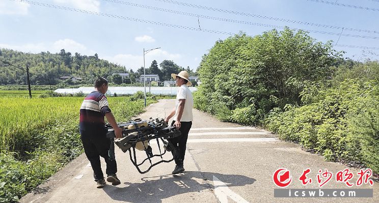 朱启波（右）准备用无人机进行田间喷药。